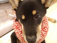 -豆柴町-柴犬主题狗咖(红鼎国际C座店)