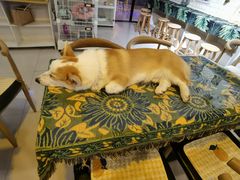 -平行世界·猫咖(首经贸店)