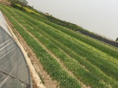 -小鱼草莓采摘园农家乐·小鱼餐厅