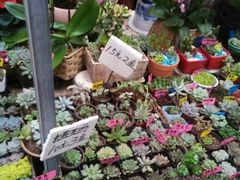 -秦美花卉(天朗·莱茵小城2期店)