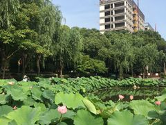 -陈家山荷花公园