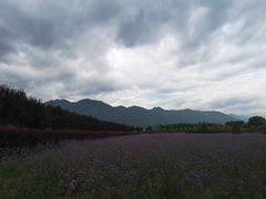 -曲江薰衣草庄园
