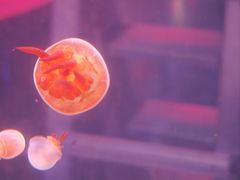 -洛阳龙门海洋馆