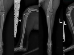-东莞宠友24H宠物中心医院·转诊夜诊·异宠(新河北路院)