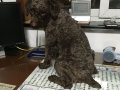 -爱侣宠医·鹦鹉专科·小型哺乳类·异宠专科(灵石路店)