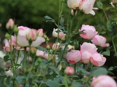 -人民公园(罗湖区)