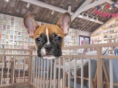 -猫的天空之城概念书店(苏州平江店)