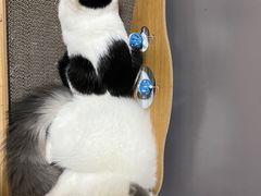 -派特宠物医院(圆融广场店)