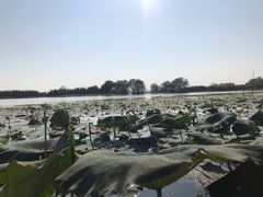 -洪湖生态旅游区