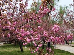 -莲花池公园
