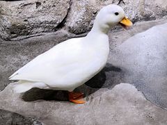 -海合安武汉极地海洋公园