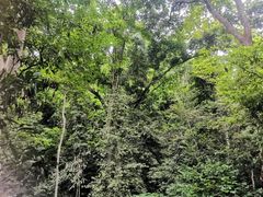 -西双版纳原始森林公园