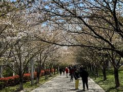 -高东镇樱花园