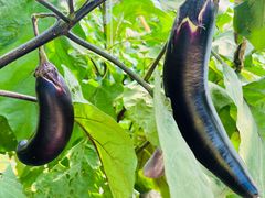 -庞各庄翠芳园西瓜蔬菜基地采摘园