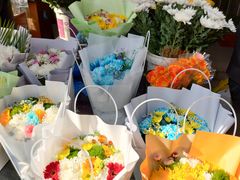 -曲阳花鸟市场(曲阳路店)