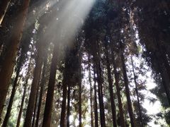-武陵山森林公园