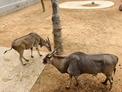 -西霞口神雕山野生动物世界