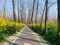 -合肥滨湖国家森林公园