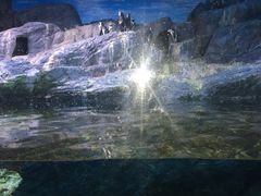 -暹罗海洋世界