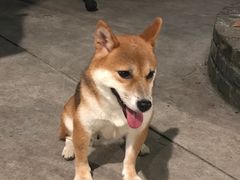 -柴犬高等学院·狗咖·柴犬售卖·宠物训练