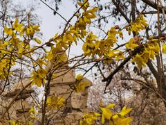 -桃花堤公园