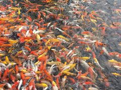 -大门水乡·顺德菜
