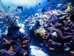 -迪拜水族馆及水下动物园