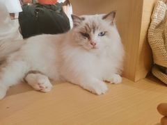 -瞄一喵猫咖(格力海岸店)