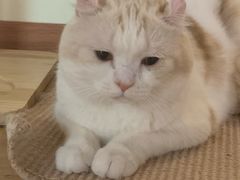 -猫和宫(六道口店)