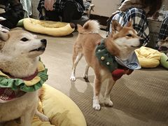 -逗柴咖啡屋·狗咖猫咖宠物桌游