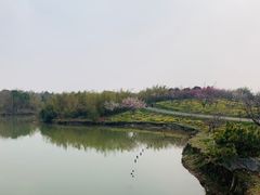 -上海海湾国家森林公园