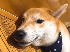 柴犬-柴务处·柴犬主题狗咖