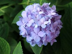 -上海滨江森林公园