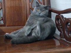 -荔康动物医院(康王北路店)