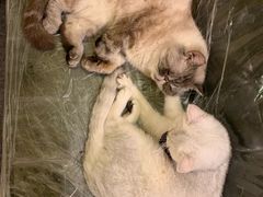 -猫色咖啡·猫咖
