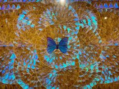 -上海昆虫博物馆