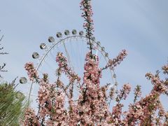 -石家庄市植物园