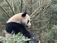 -都江堰中华大熊猫苑