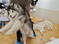 -Let's go狗咖·猫咖·奶狗·桌游(春熙路IFS店)