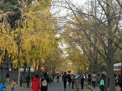 -三里屯东五街银杏大道