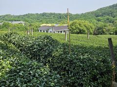 -中国茶叶博物馆(双峰馆区)