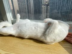 -Heymao猫咖.咖啡厅(东门店)