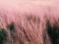 -羊亭河湿地公园