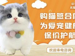 -欣宠猫屋·矮脚拿破仑·蓝金金渐层