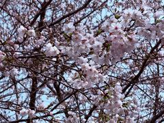 -武汉大学-樱园