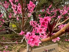 -大望京公园