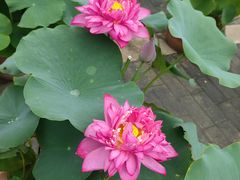 -莲花池公园