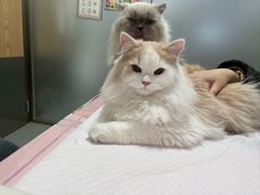 -伟伟宠物医院·瑞派猫友好医院·猫科(光谷店)