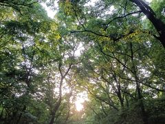 -紫金山山顶公园
