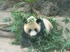 -都江堰中华大熊猫苑
